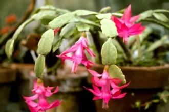 кімнатні квіти