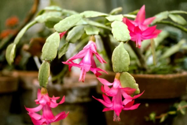 кімнатні квіти